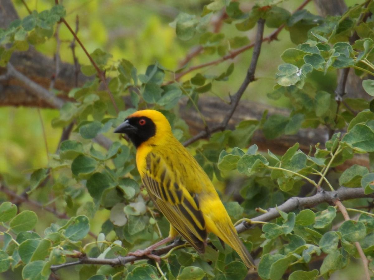 הודספרויט Shikwari Nature Reserve מראה חיצוני תמונה